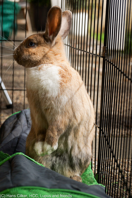 ein kleines Kaninchen unterhält sich in der Sonne