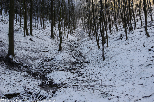 von Brilond Wald rauf auf den Langenberg