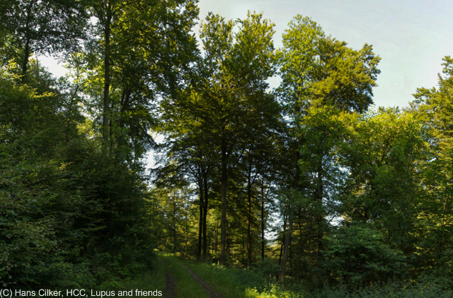 von Brilon Wald nach Willingen