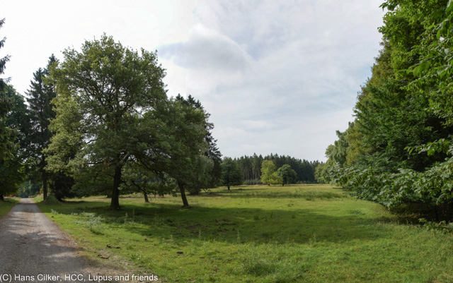 vom alten Parkplatz Lopshorn geht es vor zum Forsthaus Hartröhren