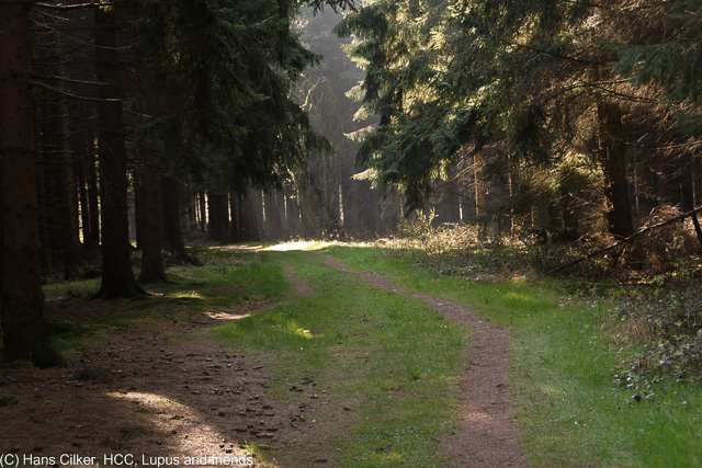 von der Alten Eisenbahn nach Herbram Wald