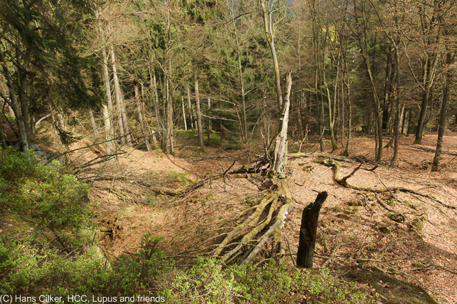 von der Alten Eisenbahn nach Herbram Wald