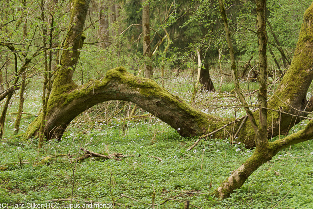 von Herbram Wald zur Driburger Hütte