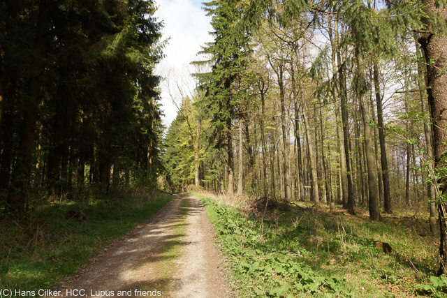 von Herbram Wald zur Driburger Hütte