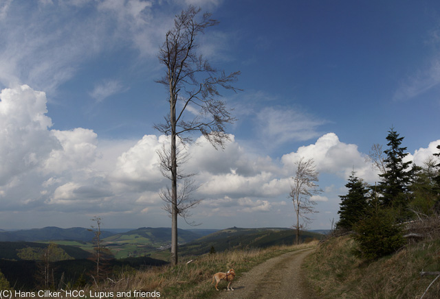 von Brilon Wald nach Willingen und über den Langenberg zurück