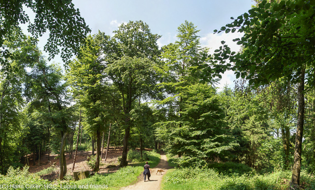 von Bielefeld zur Schwedenschanze