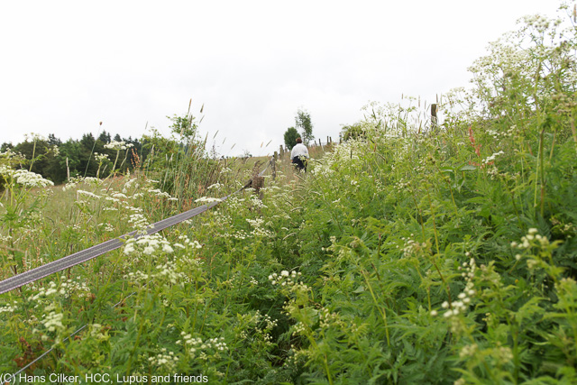 Rotes Moor