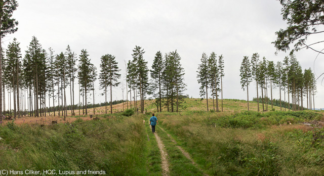 von Brilon Wald hinauf auf den Eiberg, runter nach Willingen und zrück