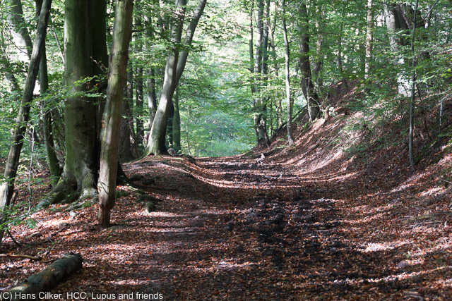 vom Habichtswald nach Holzhausen