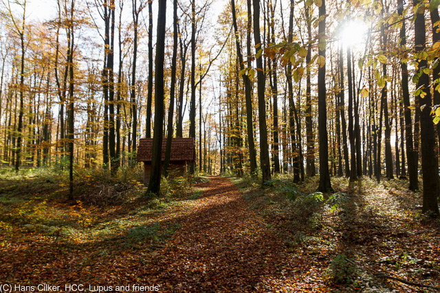 eigentlich der Paderborner Höhenweg