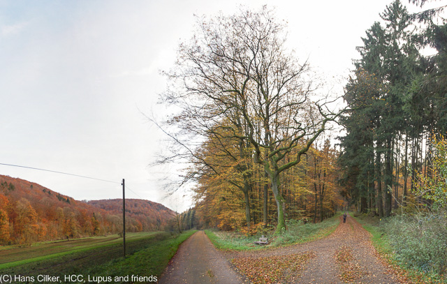 eigentlich der Paderborner Höhenweg