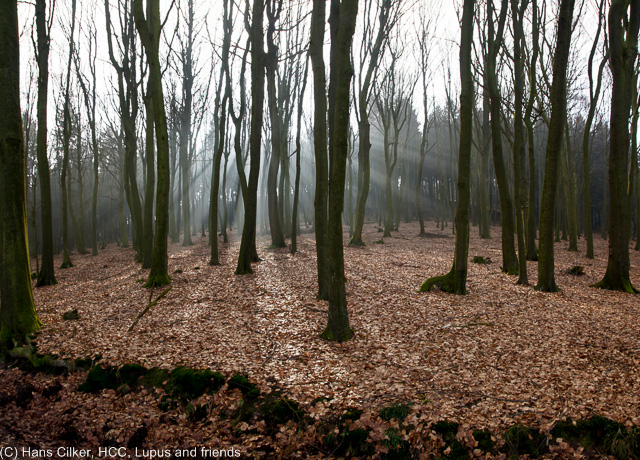 vom Waldgasthof Bergfrieden bis nach Halle