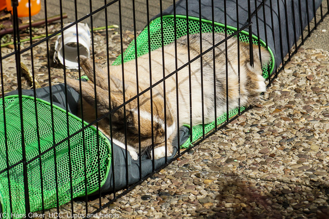 ein kleines Kaninchen unterhält sich in der Sonne