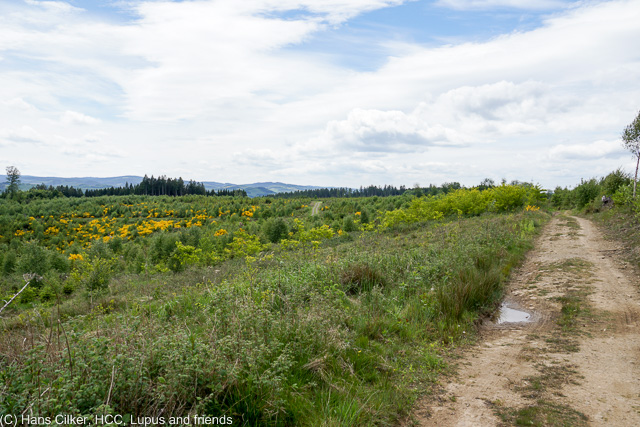 back auf der Waldroute und es geht sehr fein weiter, erst hinauf auf die Höhen oberhalb der Sorpe, dann runter nach Sundern und wieder hoch in den Wald vor Arnsberg, da geht es dann zurück, das Wetter wird zunehmend schlechter.