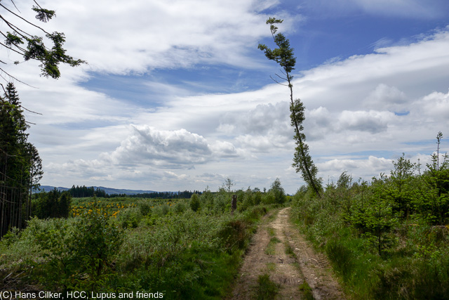 back auf der Waldroute und es geht sehr fein weiter, erst hinauf auf die Höhen oberhalb der Sorpe, dann runter nach Sundern und wieder hoch in den Wald vor Arnsberg, da geht es dann zurück, das Wetter wird zunehmend schlechter.