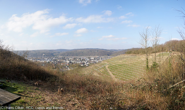 leider nicht ganz so fein vom Weg her und es geht gewalltig rauf und runter bei wenig Abwechselung und so steigen wir nicht mehr hoch zum Drachenfels sondern wandern durch Rhöndorf.