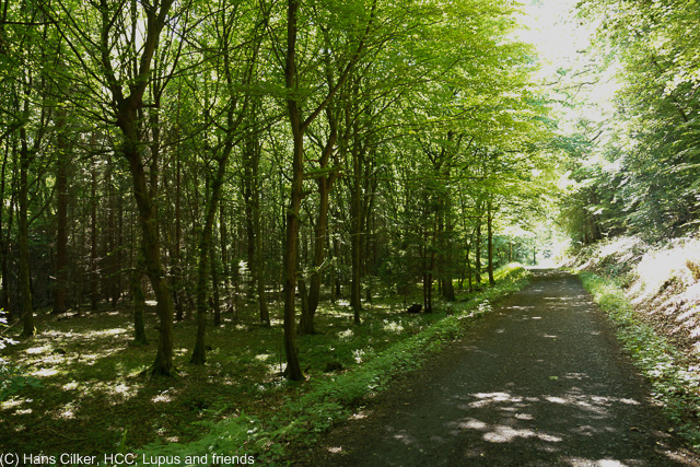 Wir gehen auf den Spuren des Hanseweges zum Startpunkt auf der Waldroute, wie beim ersten mal auch, Arnsberg ist spitze, aber die Waldroute mal eher wieder mau. Zuviel Wald und kaum Abwechselung.