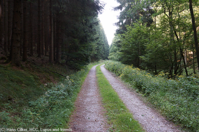 Der Weg wurde umgelegt, wir steigen fast 200 Höhenmeter, wandern 2 km weiter und haben dafür auf den ersten 5 Kilometern nix, keine Aussicht, nix, am Biggesee selber die nächste Enttäuschung, keine Sicht auf den See, dafür Motorradlärm, der Rückweg allerdings zeigt, es gibt Sicht und weniger Lärm, nur etwas weiter oben.