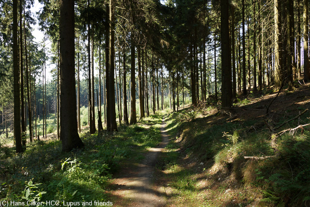 Der Weg wurde umgelegt, wir steigen fast 200 Höhenmeter, wandern 2 km weiter und haben dafür auf den ersten 5 Kilometern nix, keine Aussicht, nix, am Biggesee selber die nächste Enttäuschung, keine Sicht auf den See, dafür Motorradlärm, der Rückweg allerdings zeigt, es gibt Sicht und weniger Lärm, nur etwas weiter oben.