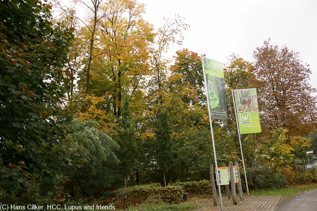 Ein schmieriger Tag, eigentlich sollte es der goldene Oktober sein, aber ein Trüber Tag nach dem anderen, bei 8 Grad steigen wir hoch zu den Höhen über Ringelstein, aber ausser Wald bekommen wir auf 20 km nix zu sehen.
