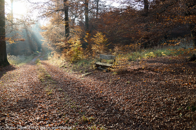 wir starten am Parkplatz oberhalb von Biebertal und wandern durch den herbstlichen Wald, Aussicht, ja, aber erst als wir auf dieWaldroute treffen und auch nur weil wir ein Stück davon abweichen. Biebertal dann schon sehr schön und ein tolles Erlebnis für Kinder.