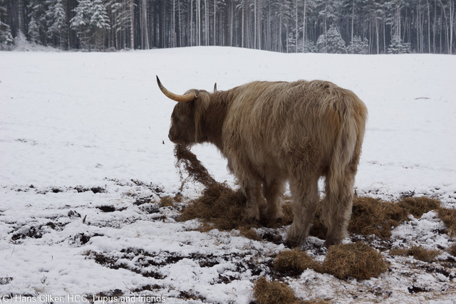 der erste Schnee in diesem Winter, noch ist der Untergrund sehr matschig, aber wenigstens etwas weiß.